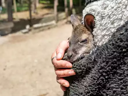 Känguru Elli schaut aus dem Pulli von Tierpark-Chefin Nicole Hoffmeister. Sie zieht das verwaiste Jungtier groß. - Foto: Armin Weigel/dpa