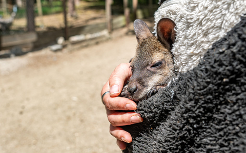 Känguru Elli schaut aus dem Pulli von Tierpark-Chefin Nicole Hoffmeister. Sie zieht das verwaiste Jungtier groß. - Foto: Armin Weigel/dpa