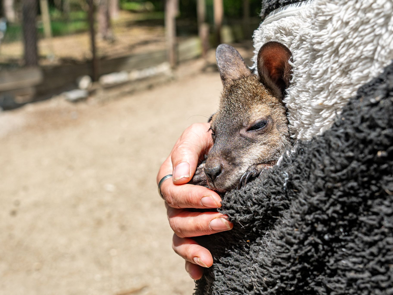 Känguru Elli schaut aus dem Pulli von Tierpark-Chefin Nicole Hoffmeister. Sie zieht das verwaiste Jungtier groß. - Foto: Armin Weigel/dpa