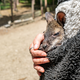 Känguru Elli schaut aus dem Pulli von Tierpark-Chefin Nicole Hoffmeister. Sie zieht das verwaiste Jungtier groß. - Foto: Armin Weigel/dpa