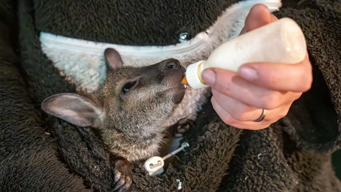 Das kleine Känguru bekommt spezielle Milch zu trinken. - Bild: Armin Weigel/dpa