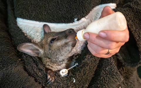 Das kleine Känguru bekommt spezielle Milch zu trinken. - Foto: Armin Weigel/dpa