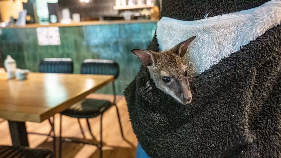 Känguru-Jungtier Elli guckt neugierig aus der Pullover-Tasche. - Bild: Armin Weigel/dpa