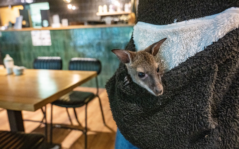 Känguru-Jungtier Elli guckt neugierig aus der Pullover-Tasche. - Foto: Armin Weigel/dpa