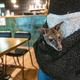Känguru-Jungtier Elli guckt neugierig aus der Pullover-Tasche. - Foto: Armin Weigel/dpa