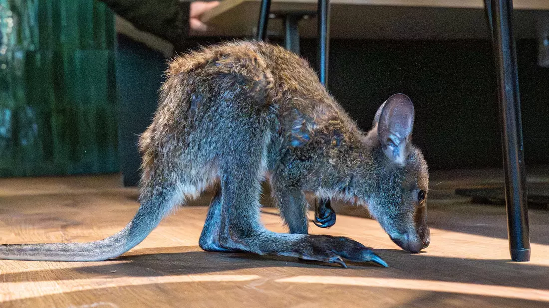 Nach ein paar Hopsern versteckt sich Elli wieder im Pullover. - Bild: Armin Weigel/dpa