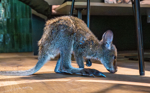 Nach ein paar Hopsern versteckt sich Elli wieder im Pullover. - Foto: Armin Weigel/dpa