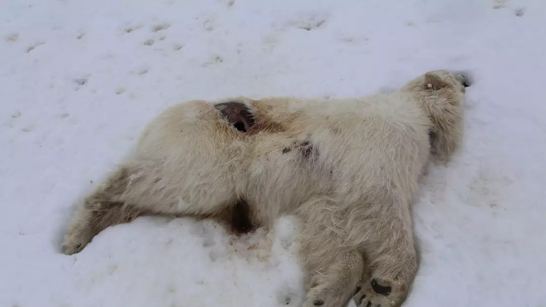 Auf Spitzbergen ist bei einem einjährigen männlichen Eisbären das Vogelgrippe-Virus nachgewiesen worden. - Bild: Ingebjørg H. Nymo/Norwegisches Veterinärinstitut/dpa