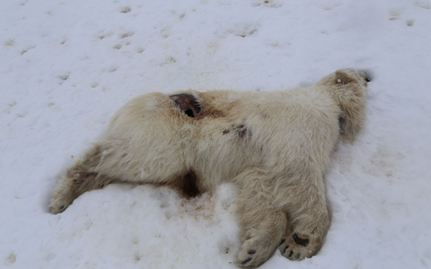 Auf Spitzbergen ist bei einem einjährigen männlichen Eisbären das Vogelgrippe-Virus nachgewiesen worden. - Foto: Ingebjørg H. Nymo/Norwegisches Veterinärinstitut/dpa