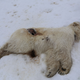 Auf Spitzbergen ist bei einem einjährigen männlichen Eisbären das Vogelgrippe-Virus nachgewiesen worden. - Foto: Ingebjørg H. Nymo/Norwegisches Veterinärinstitut/dpa