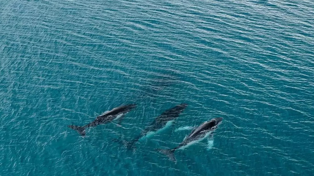 Forschende haben die Wanderung von Buckelwalen zwischen Gewässern östlich von Australien und Brasilien dokumentiert, bei denen Tiere mehr als 14.000 Kilometer zurücklegten. - Bild: -/Pacific Whale Foundation/dpa