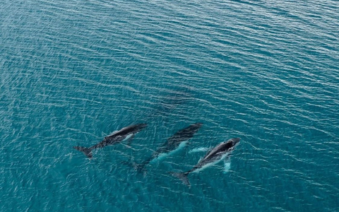 Forschende haben die Wanderung von Buckelwalen zwischen Gewässern östlich von Australien und Brasilien dokumentiert, bei denen Tiere mehr als 14.000 Kilometer zurücklegten. - Foto: -/Pacific Whale Foundation/dpa