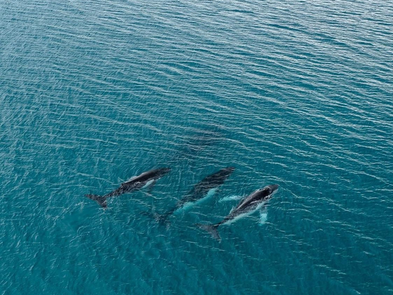 Forschende haben die Wanderung von Buckelwalen zwischen Gewässern östlich von Australien und Brasilien dokumentiert, bei denen Tiere mehr als 14.000 Kilometer zurücklegten. - Foto: -/Pacific Whale Foundation/dpa