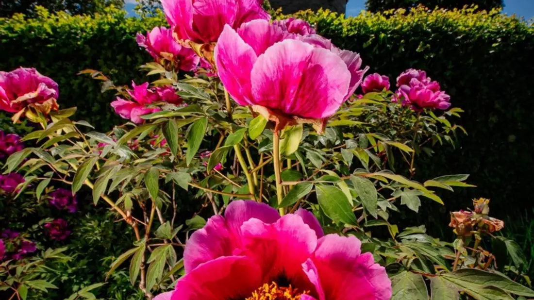 Das lange Pfingstwochenende im egapark: Pfingstrosenpracht, Jubiläumshöhepunkte und Familienzeit / Großes Blumenbeet in der Umgestaltung macht neugierig auf den Sommerlook / Zeitreise durch 65 Jahre - Bild: presseportal.de