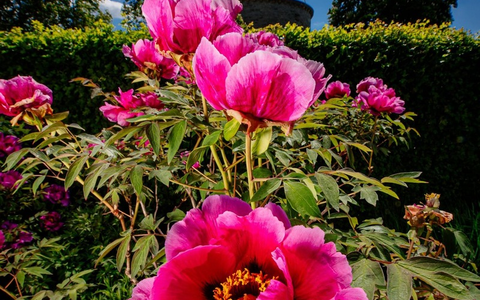 Das lange Pfingstwochenende im egapark: Pfingstrosenpracht, Jubiläumshöhepunkte und Familienzeit / Großes Blumenbeet in der Umgestaltung macht neugierig auf den Sommerlook / Zeitreise durch 65 Jahre - Foto: presseportal.de