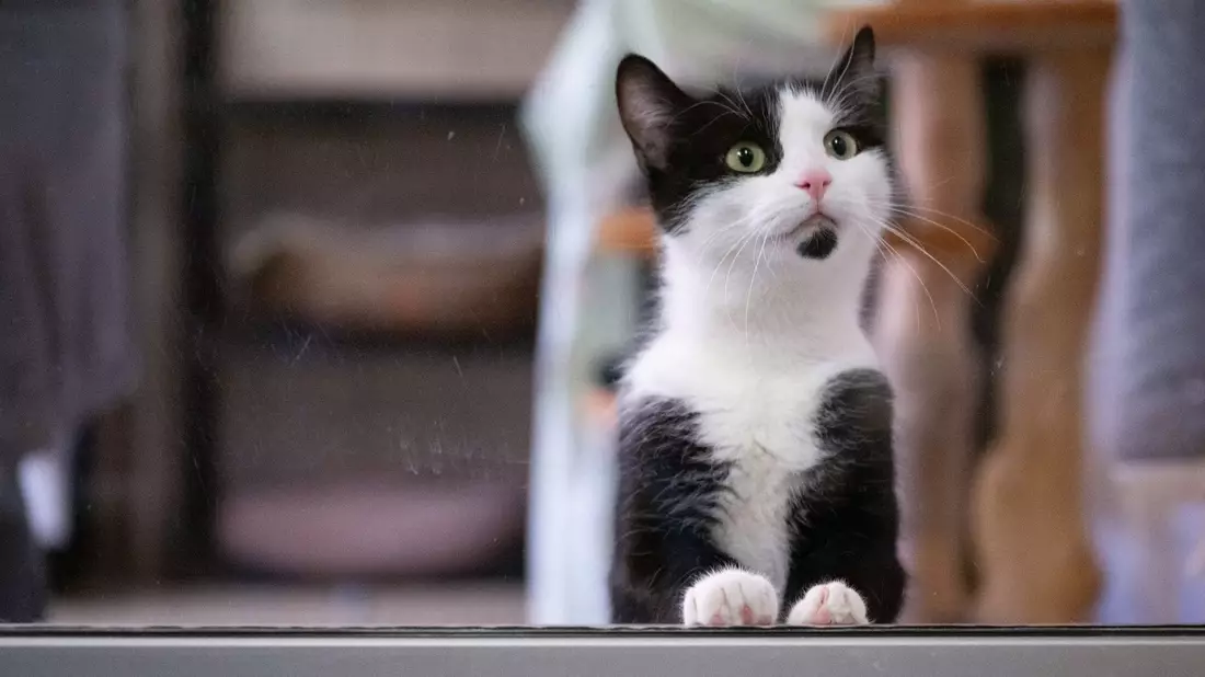  In Deutschland gibt es bislang keine allgemeine Chip- und Registrierungspflicht für alle Hunde und Katzen. - Bild: Sebastian Kahnert/dpa