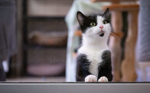  In Deutschland gibt es bislang keine allgemeine Chip- und Registrierungspflicht für alle Hunde und Katzen. - Foto: Sebastian Kahnert/dpa