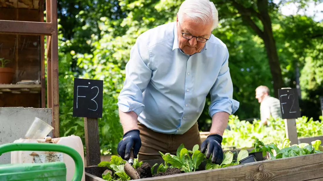  Steinmeier gärtnert in einem Hochbeet in Berlin-Neukölln. - Bild: Christophe Gateau/dpa