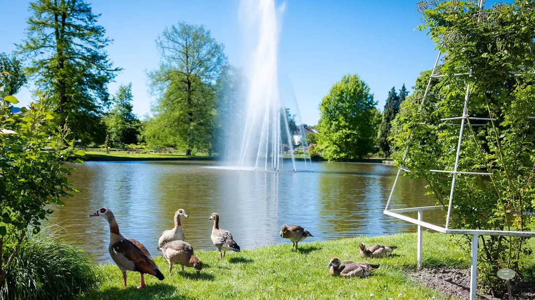 Eine Entenfamilie sicherte sich einen sonnenreichen Platz im Rosengarten im rheinland-pfälzischen Zweibrücken. - Bild: Laszlo Pinter/dpa
