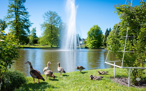 Eine Entenfamilie sicherte sich einen sonnenreichen Platz im Rosengarten im rheinland-pfälzischen Zweibrücken. - Foto: Laszlo Pinter/dpa