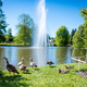 Eine Entenfamilie sicherte sich einen sonnenreichen Platz im Rosengarten im rheinland-pfälzischen Zweibrücken. - Foto: Laszlo Pinter/dpa