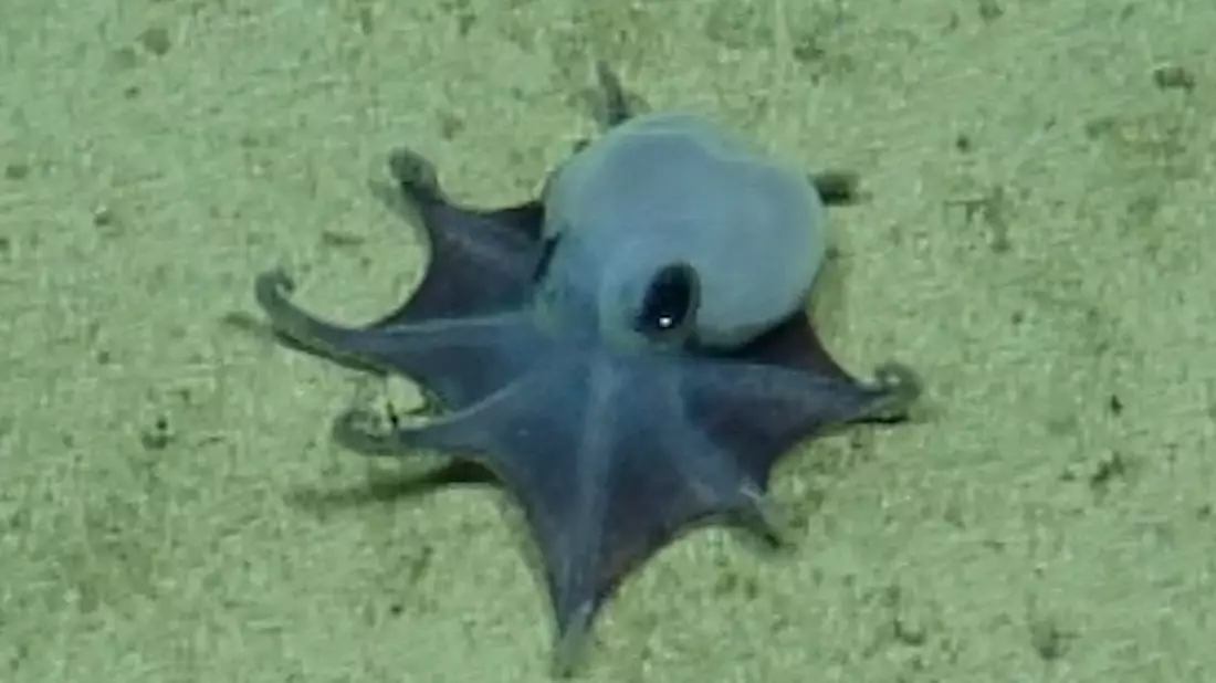 Der winzige blaue Oktopus ist in etwa so groß wie ein Golfball.  - Bild: -/Charles-Darwin-Stiftung/dpa