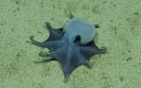 Der winzige blaue Oktopus ist in etwa so groß wie ein Golfball.  - Foto: -/Charles-Darwin-Stiftung/dpa