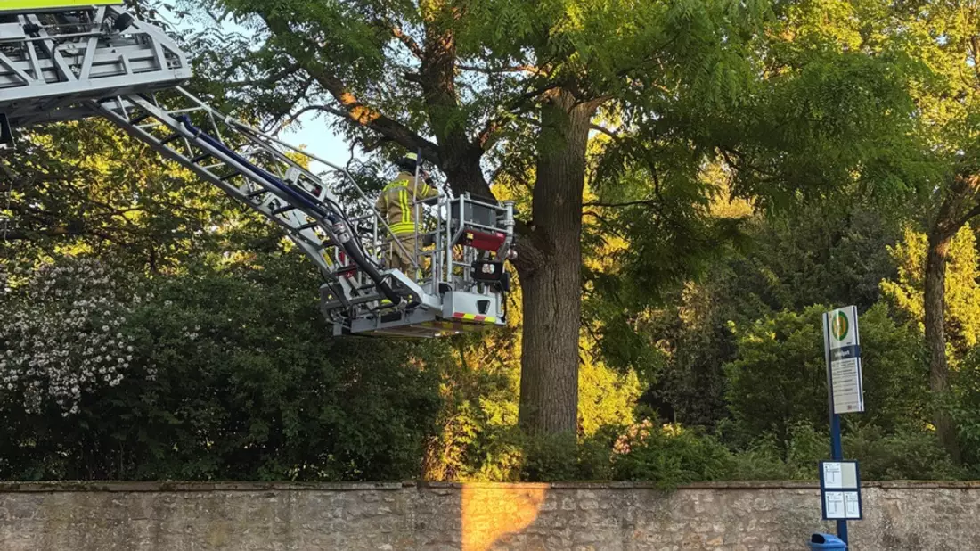 FW Weinheim: Drei Katzen, zwei Einsätze. Feuerwehr Weinheim an Pfingsten zu zwei Katzenrettungen alarmiert - Bild: presseportal.de