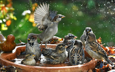 Haussperlinge baden in einer Vogeltränke. - Foto: Waltraud Grubitzsch/dpa
