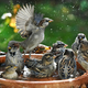 Haussperlinge baden in einer Vogeltränke. - Foto: Waltraud Grubitzsch/dpa