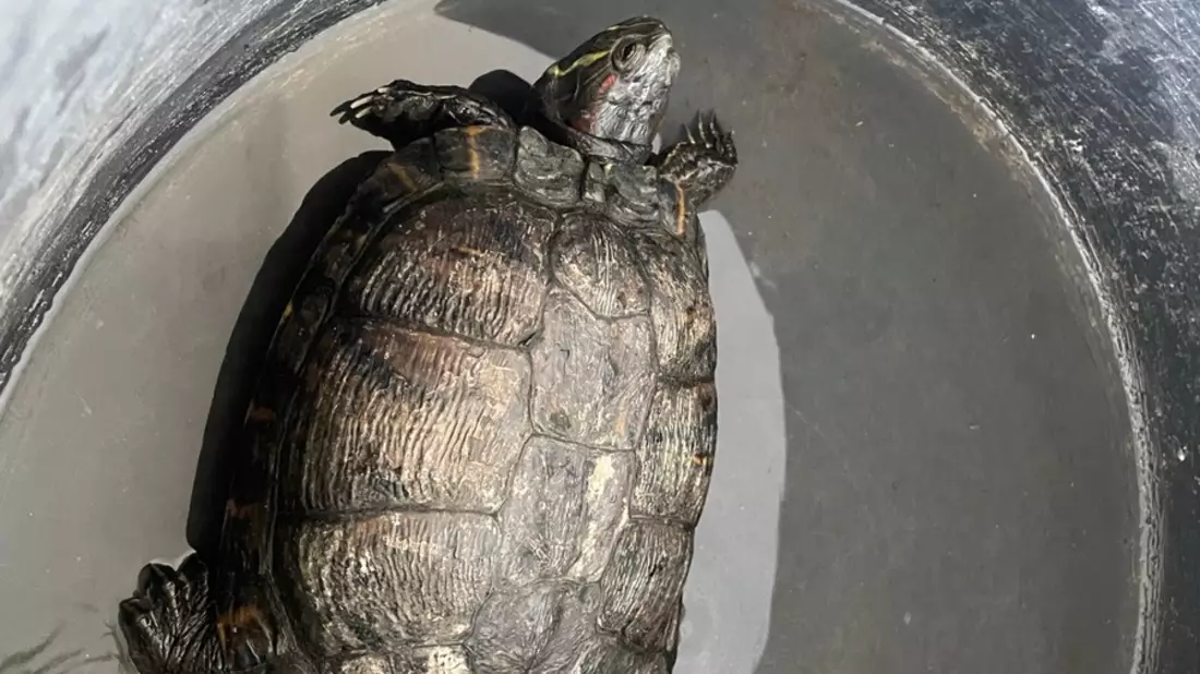 POL-PIOPP: Fundtier - Schildkröte quert die B420 bei Schornsheim - Bild: presseportal.de