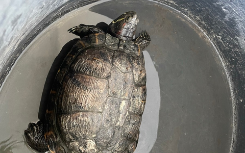 POL-PIOPP: Fundtier - Schildkröte quert die B420 bei Schornsheim - Foto: presseportal.de