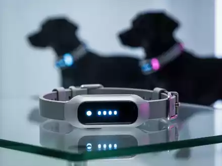 PettiChat-Halsband: KI soll Hundelaute mit 95% Genauigkeit übersetzen - Foto: über boerse-global.de