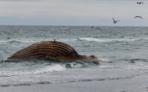 Seit rund zwei Wochen liegt der Kadaver aufgebläht am Strand von Anholt. - Foto: Marcus Golejewski/dpa