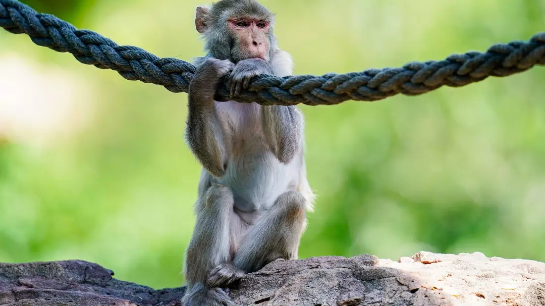 In freier Wildbahn sind Rhesusaffen vor allem in Asien anzutreffen - hierzulande lassen sie sich in Zoos beobachten. (Symbolfoto) - Bild: Uwe Anspach/dpa