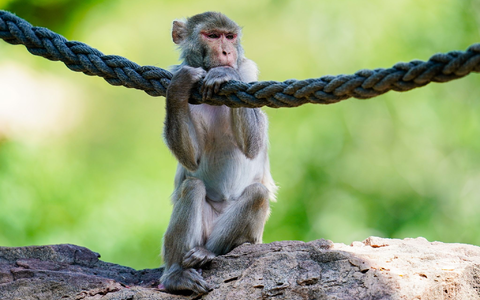 In freier Wildbahn sind Rhesusaffen vor allem in Asien anzutreffen - hierzulande lassen sie sich in Zoos beobachten. (Symbolfoto) - Foto: Uwe Anspach/dpa