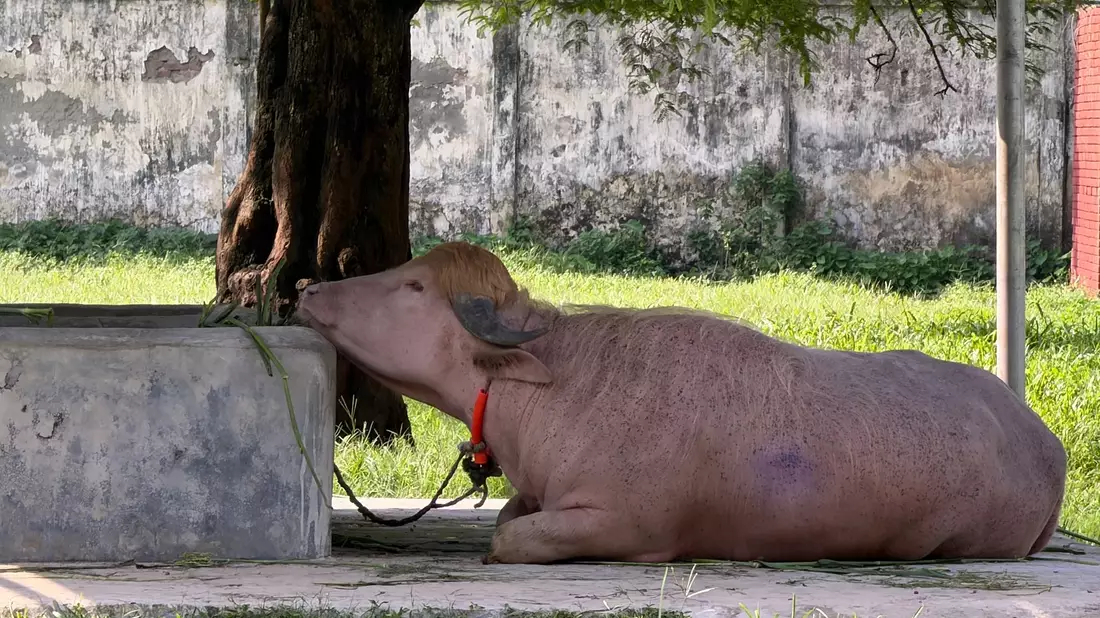  In Bangladesch wird ein Albino-Büffel durch seine blonde Haartolle zum Internet-Star - und in letzter Minute gerettet. - Bild: Nazrul Islam/dpa