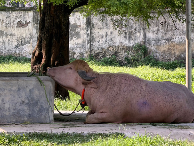 In Bangladesch wird ein Albino-Büffel durch seine blonde Haartolle zum Internet-Star - und in letzter Minute gerettet. - Foto: Nazrul Islam/dpa