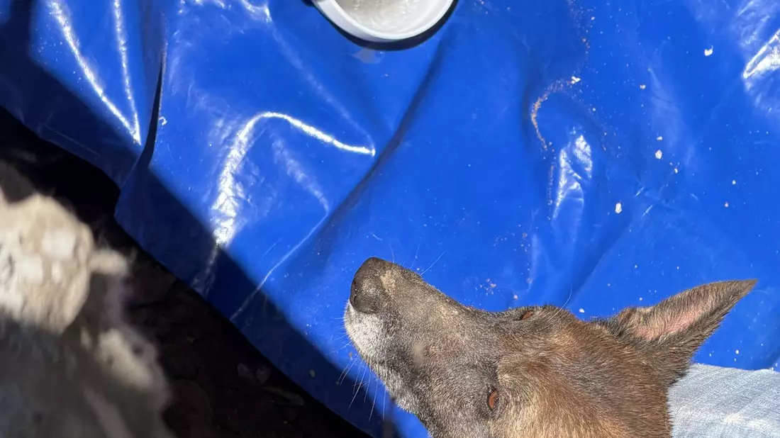 FW Dresden: Aufwändige Tierrettung gelingt - Hündin Mara wurde gerettet - Bild: presseportal.de