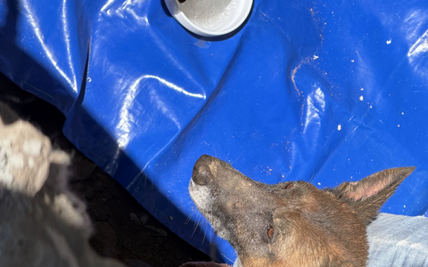 FW Dresden: Aufwändige Tierrettung gelingt - Hündin Mara wurde gerettet - Foto: presseportal.de