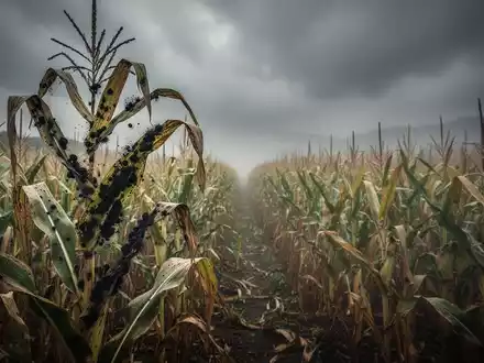 Aflatoxin-Alarm: Krebsgift erstmals in österreichischem Maisfeld - Foto: über boerse-global.de