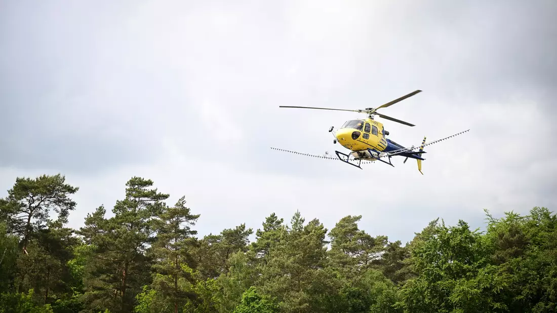 In Mecklenburg-Vorpommern, Sachsen-Anhalt und Brandenburg wurde vom Hubschrauber aus bakterienbasiertes Insektizid versprüht. - Bild: Philip Dulian/dpa