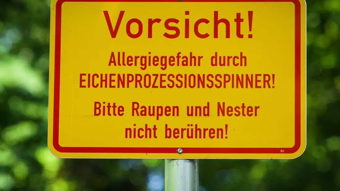 In der Berliner Hasenheide wird vor dem Eichenprozessionsspinner gewarnt. - Bild: Soeren Stache/dpa