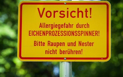 In der Berliner Hasenheide wird vor dem Eichenprozessionsspinner gewarnt. - Foto: Soeren Stache/dpa