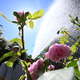 Der Frühling war deutlich trockener als im Schnitt. - Foto: Bernd Weißbrod/dpa