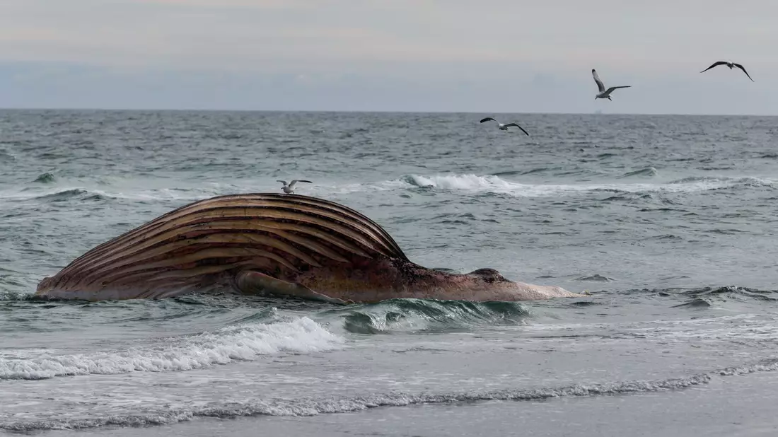 Seit Wochen liegt der Wal-Kadaver vor Anholt. Ein Transportversuch scheiterte.  - Bild: Marcus Golejewski/dpa