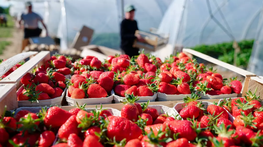 Verbraucher können aktuell besonders günstig Erdbeeren kaufen. (Archivbild) - Bild: Uwe Anspach/dpa