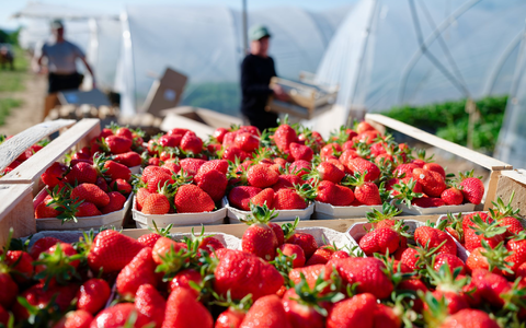 Verbraucher können aktuell besonders günstig Erdbeeren kaufen. (Archivbild) - Foto: Uwe Anspach/dpa
