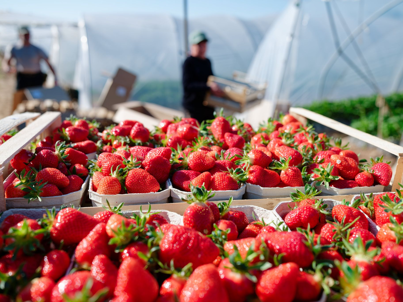 Verbraucher können aktuell besonders günstig Erdbeeren kaufen. (Archivbild) - Foto: Uwe Anspach/dpa