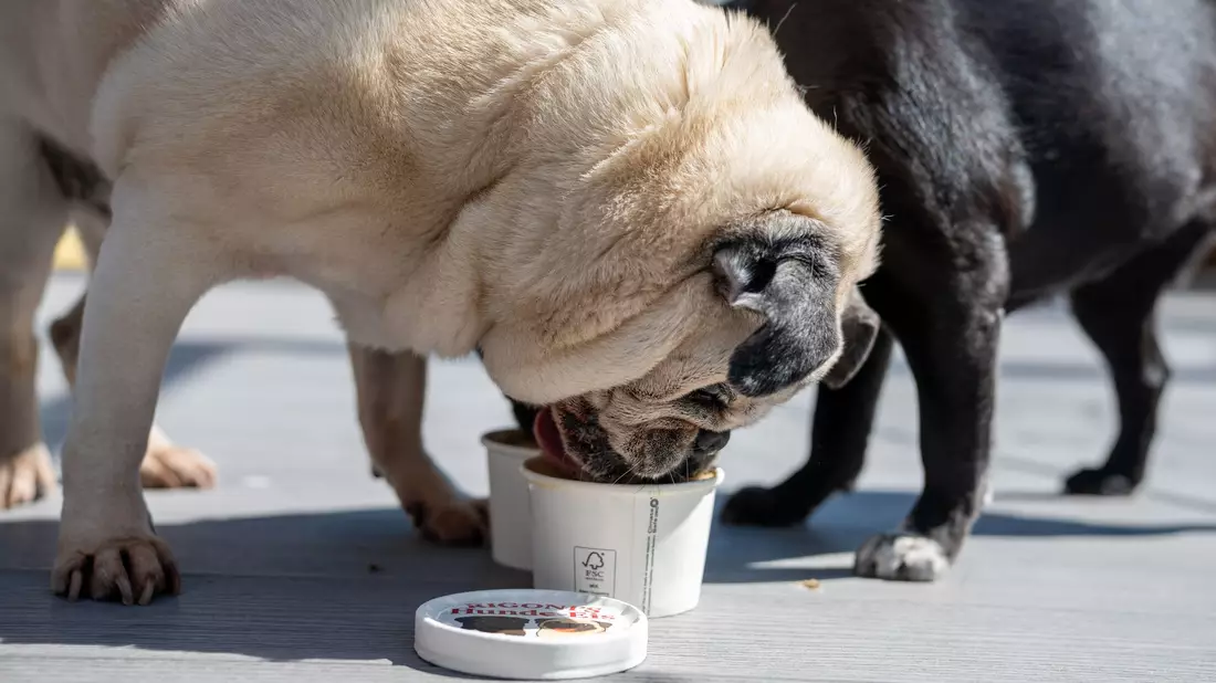 Das Eis wird ohne Zucker und ohne Laktose hergestellt. - Bild: Harald Tittel/dpa